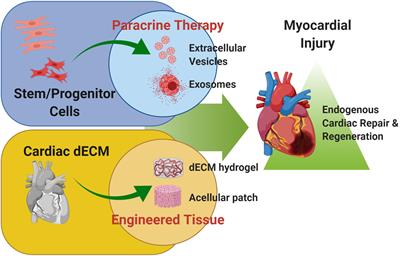 Young at Heart: Combining Strategies to Rejuvenate Endogenous Mechanisms of Cardiac Repair